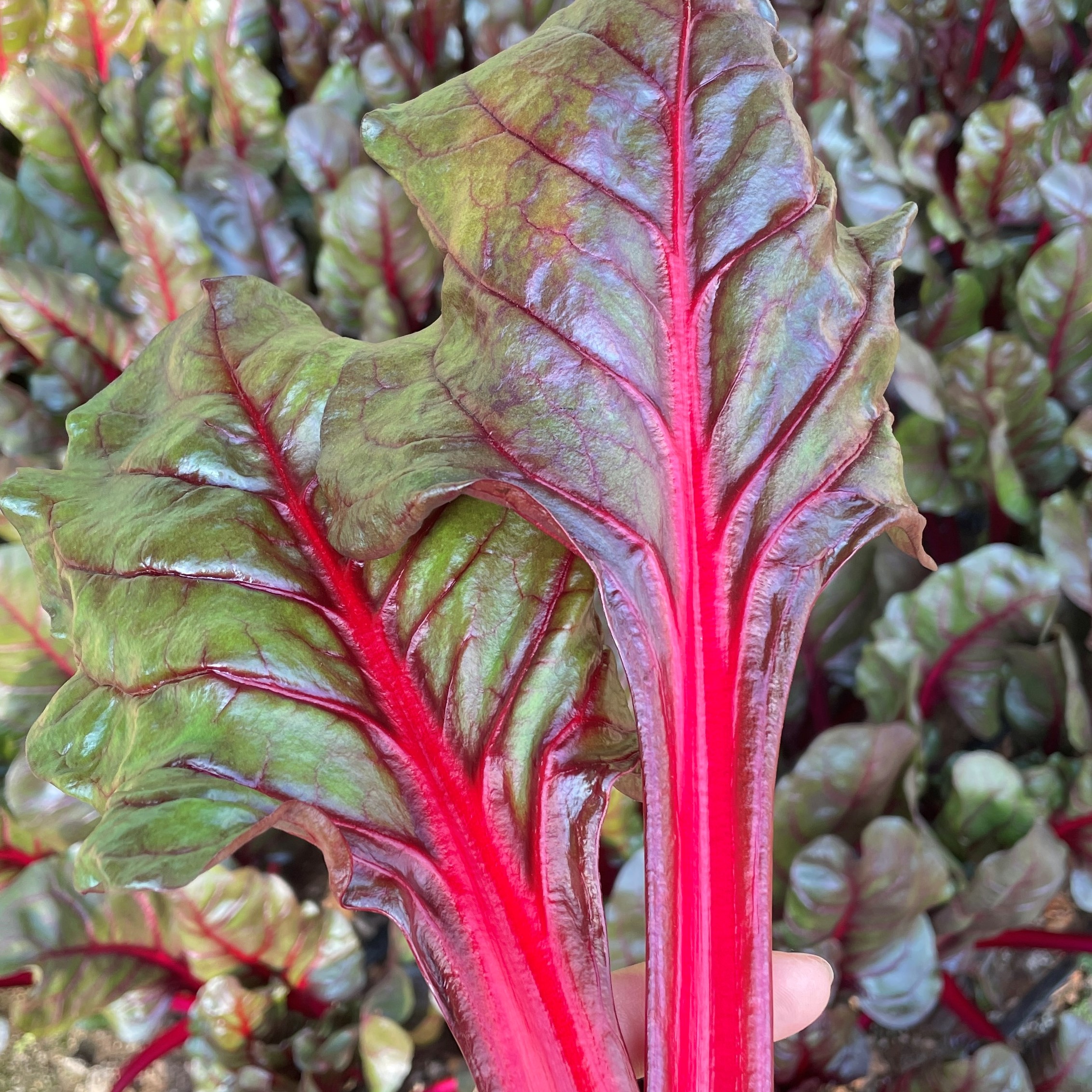 鸿翠园 有机红甜菜 大连自有有机农场