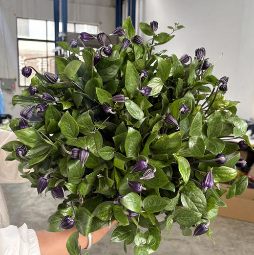 铃铛铁线莲-如古（紫色） 商品图0