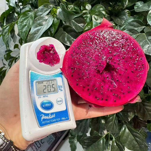 海南红心火龙果 商品图2