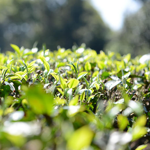 3月9日中午12点【春芽滇绿】2026年头春头采源自冰岛高海拔茶园，云南冰岛“滇绿”，一口一个春天！规格：180克/袋，2袋/提 商品图4