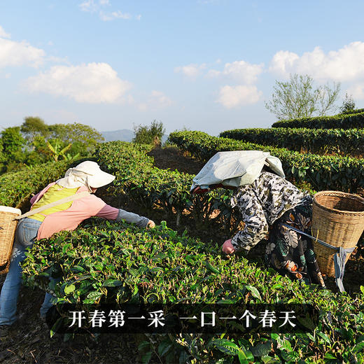 3月9日中午12点【春芽滇绿】2026年头春头采源自冰岛高海拔茶园，云南冰岛“滇绿”，一口一个春天！规格：180克/袋，2袋/提 商品图2