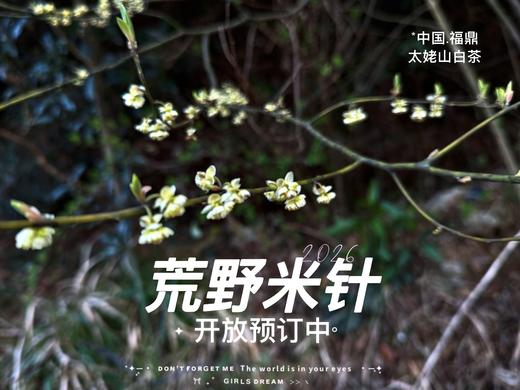 【2026春茶预订】2026荒野米针带来白茶顶流的毫香诱惑，细柔、软糯、清润，每一口都是春天 商品图0