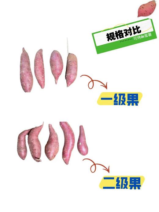 云南可烤榴莲蜜薯  黄金糖度|为烤而生|绵密化沙 商品图5