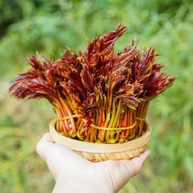 【头茬红油香椿】新鲜饱满 色泽艳丽 清香纯正 根茎脆嫩 叶片紧实 吃法多样 3种规格任选