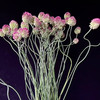 日本进口弯葱花5支 商品缩略图2