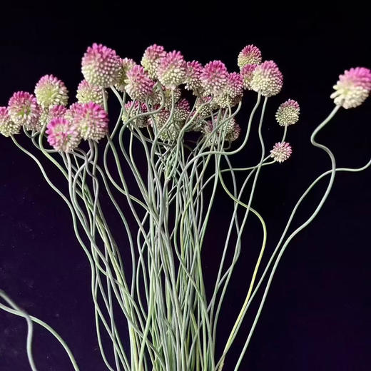 日本进口弯葱花5支 商品图2