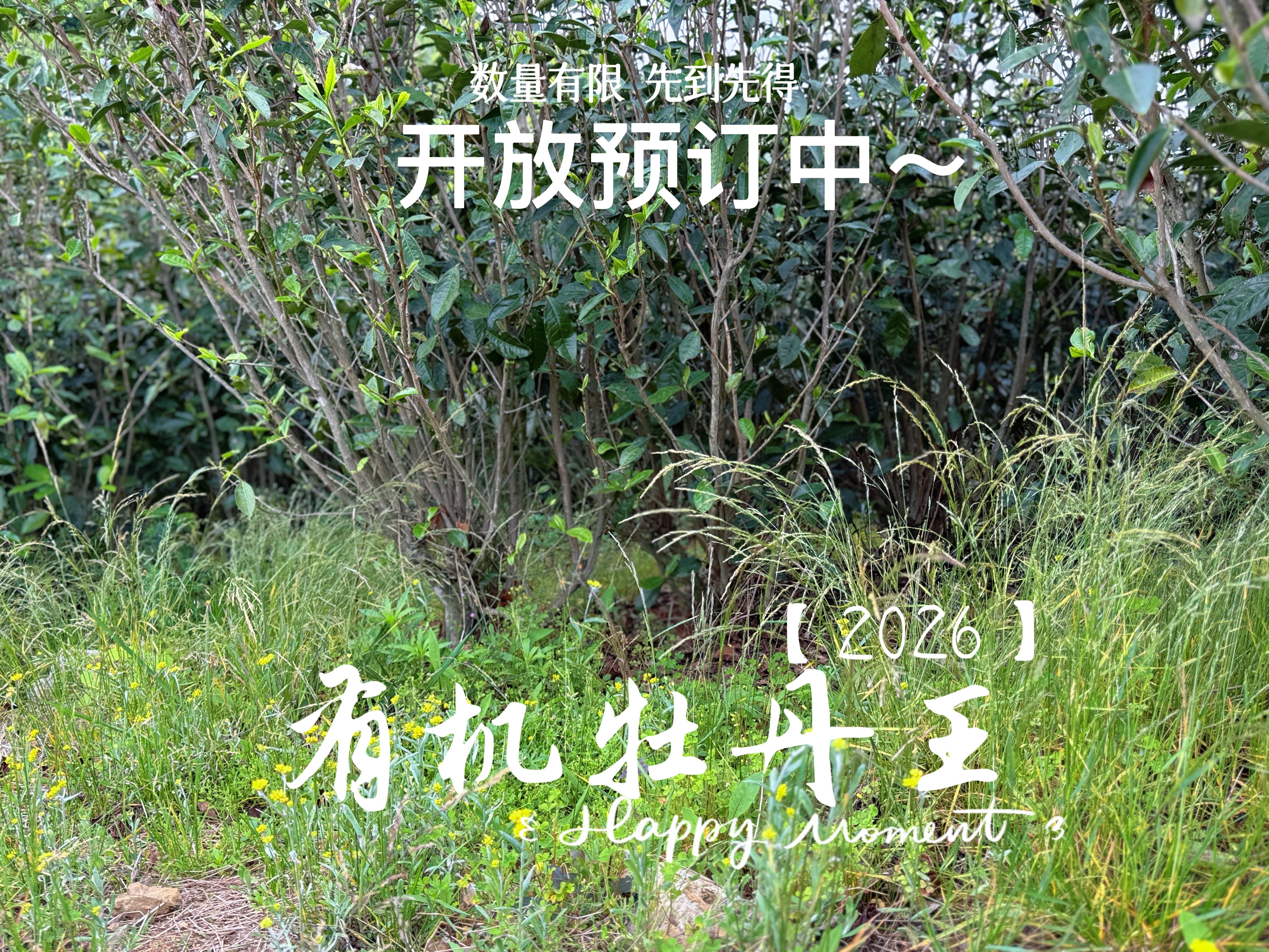 【2026春茶预订】2026有机牡丹王，花香温柔轻盈，汤水鲜而嫩，野蘑菇香气十足