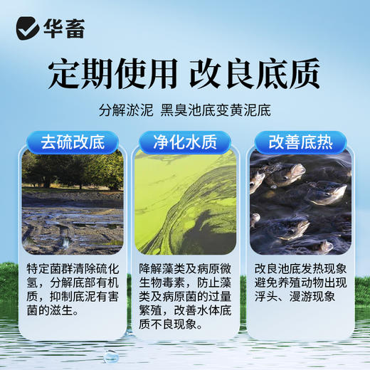 华畜粪硫菌改底颗粒水产养殖调水解毒改底地衣枯草芽孢杆菌底改王 商品图4