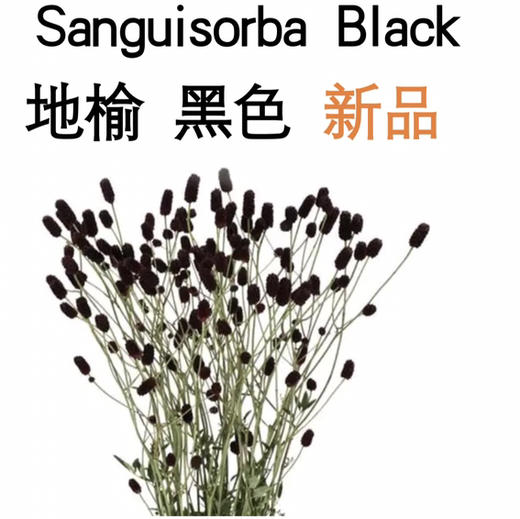 地榆.黑色 商品图2