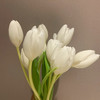 海盛郁金香-白色-兰卡白-10支 商品缩略图0