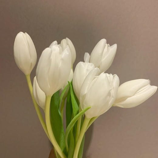 海盛郁金香-白色-兰卡白-10支 商品图0