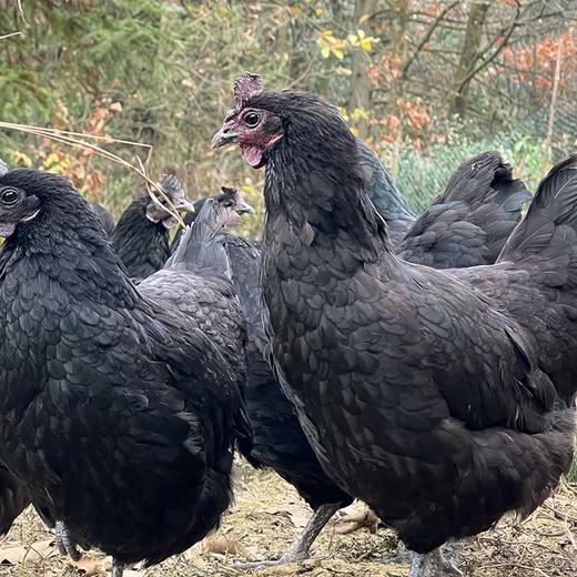 【山林散养五黑鸡】鸡蛋中的珍品 蛋香浓郁 没有蛋腥味（京东快递，新疆西藏以及冬天0度以下地方不发货） 商品图2