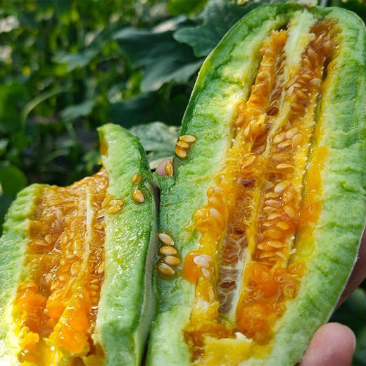 【头茬羊角蜜甜瓜】头茬果 脆甜清爽‼现摘现发‼新鲜直达 一口下去🌿春天的美好瞬间拿捏住了 商品图0
