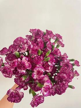 多瑙河多头康乃馨20枝