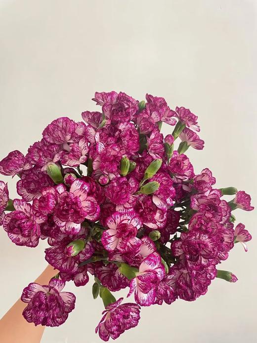 多瑙河多头康乃馨20枝 商品图0