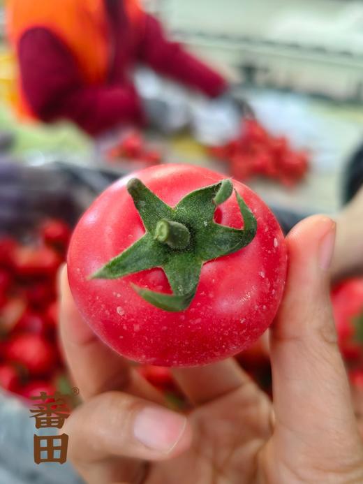 【超莓番茄】果味浓郁，甜味清新自然，吃一口酸甜！脆爽，爆汁儿-CC 商品图1