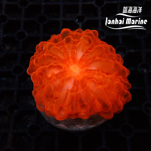 红水晶脑 商品图0