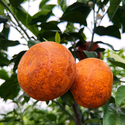 特惠活动『武鸣沃柑丑果8斤』现摘现发，香甜水润，颗粒饱满，表皮多花斑 商品图6