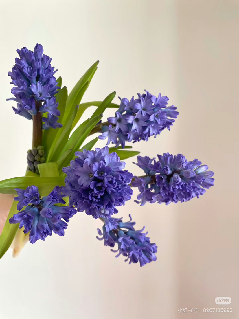 【国产】方德风信子-星梦-蓝紫渐变 5枝