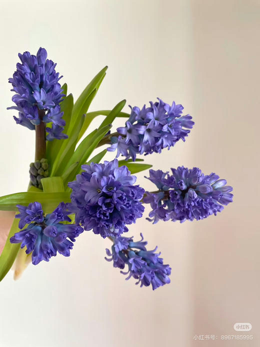 【国产】方德风信子-星梦-蓝紫渐变 5枝 商品图0