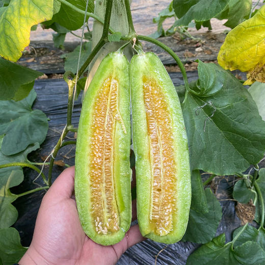 【头茬羊角蜜甜瓜】头茬果 脆甜清爽‼现摘现发‼新鲜直达 一口下去🌿春天的美好瞬间拿捏住了 商品图4