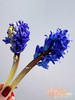 【国产】方德风信子-星梦-蓝紫渐变 5枝 商品缩略图4