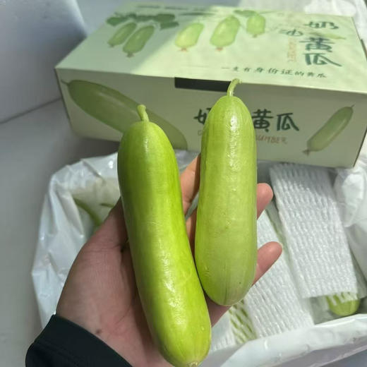奶油白玉黄瓜 商品图2