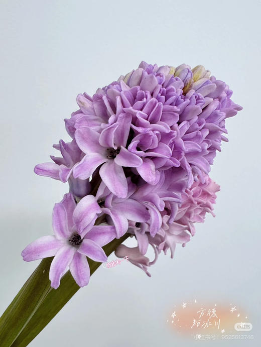 【国产】方德风信子-粉冰川-粉紫色 5枝 商品图1