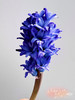 【国产】方德风信子-星梦-蓝紫渐变 5枝 商品缩略图2