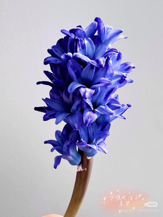 【国产】方德风信子-星梦-蓝紫渐变 5枝 商品图2