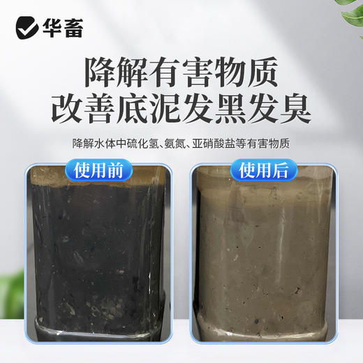 华畜粪硫菌改底颗粒水产养殖调水解毒改底地衣枯草芽孢杆菌底改王 商品图2