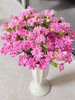 粉星太子多头康乃馨20枝 商品缩略图0