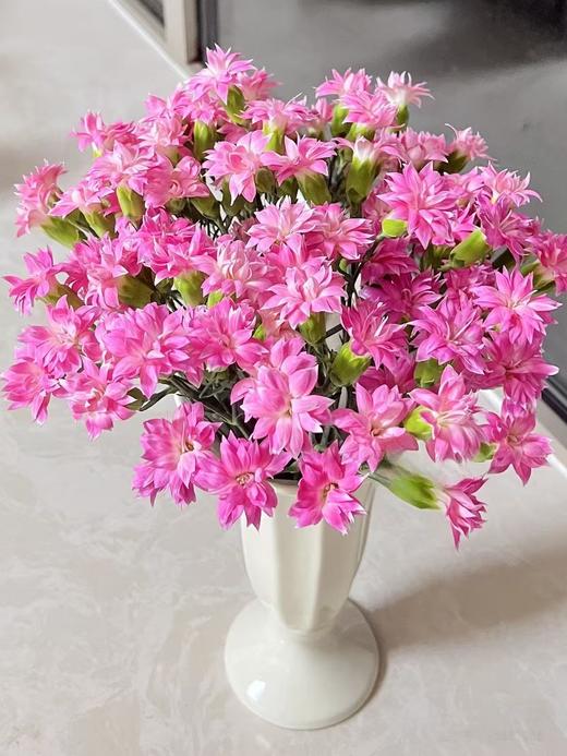 粉星太子多头康乃馨20枝 商品图0