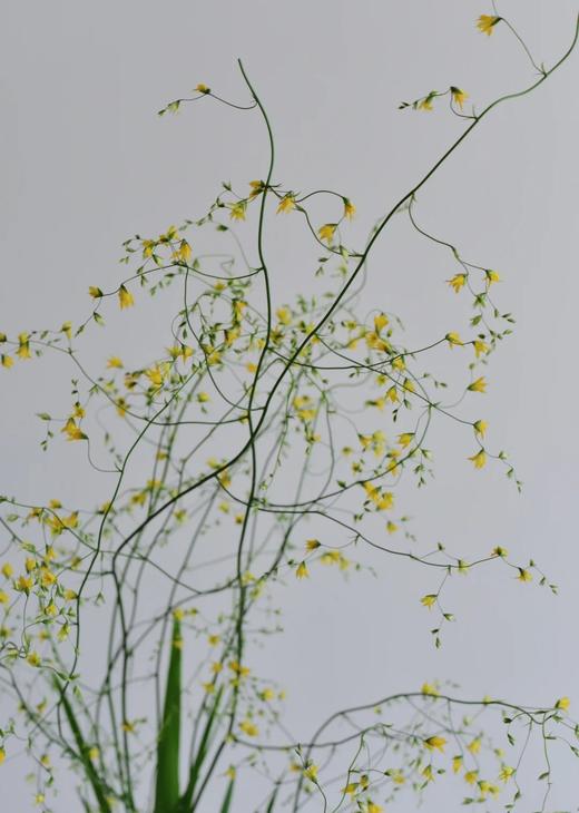 小众稀有花材尖叶唐菖蒲1扎 商品图1