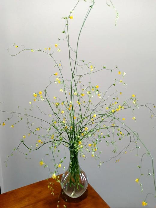 小众稀有花材尖叶唐菖蒲1扎 商品图3