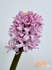 【国产】方德风信子-粉冰川-粉紫色 5枝 商品缩略图2