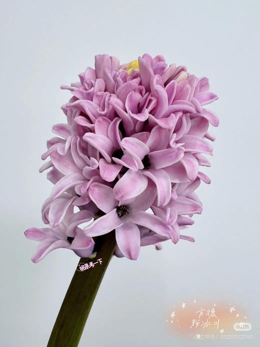 【国产】方德风信子-粉冰川-粉紫色 5枝 商品图2