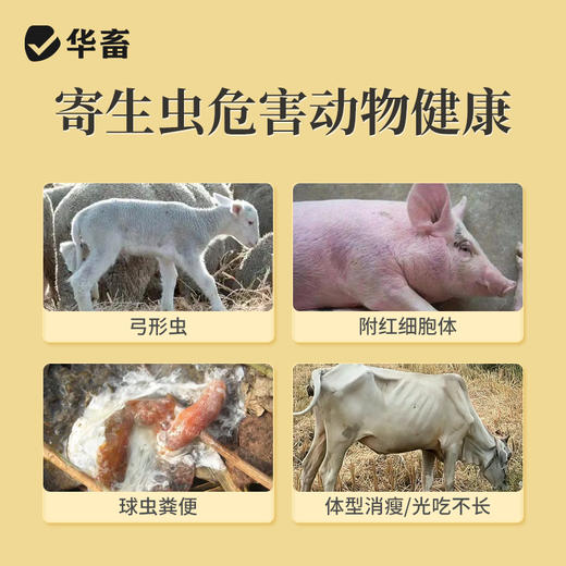 华畜功夫净500g 中药驱虫 球虫绦虫弓形虫等 蛋禽孕畜可用安全有效 商品图1