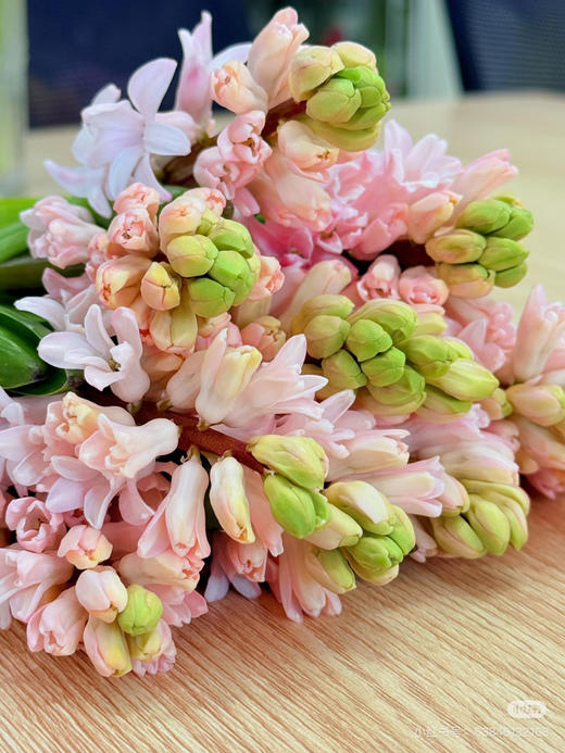 【国产】方德风信子 晨曦-浅粉色 5枝 商品图2