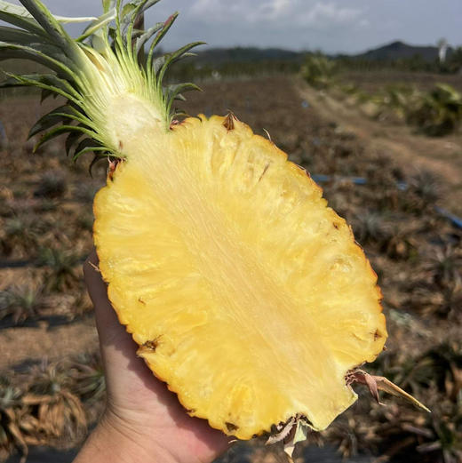 海南甜炸天大金砖凤梨顺丰快递包邮下单从三亚发货 商品图7