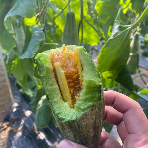 【头茬羊角蜜甜瓜】头茬果 脆甜清爽‼现摘现发‼新鲜直达 一口下去🌿春天的美好瞬间拿捏住了 商品图5