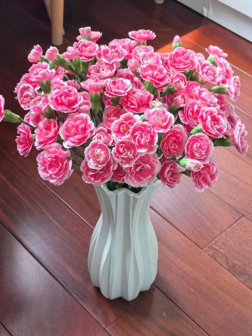 樱桃太子多头康乃馨20枝 商品图0