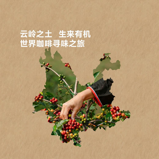 MM 山姆 布蕾克 云南有机挂耳咖啡 400g 商品图2