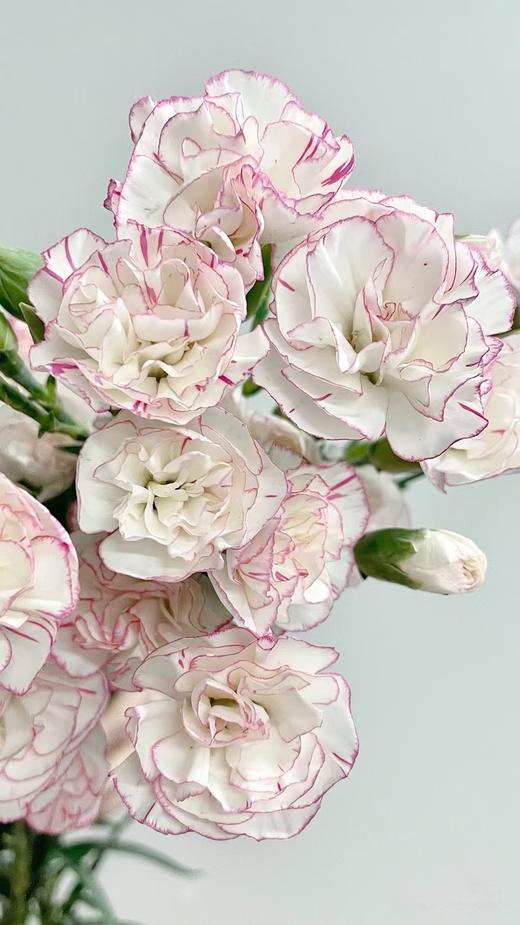 小白兔多头康乃馨20枝 商品图0