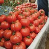 【普罗旺斯🍅西红柿】站在塔尖的品种～沙瓤肉细找回儿时味道，皮薄多汁9分甜1分酸清甜口感～ 商品缩略图5
