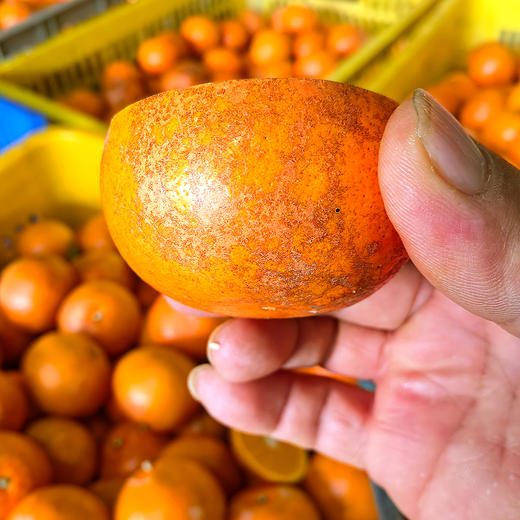 特惠活动『武鸣沃柑丑果8斤』现摘现发，香甜水润，颗粒饱满，表皮多花斑 商品图14