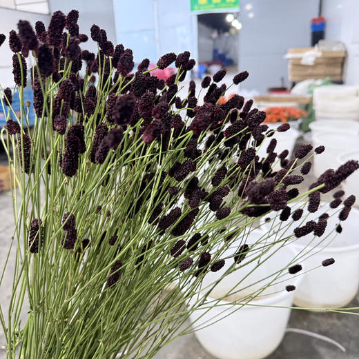 地榆.黑色 商品图1