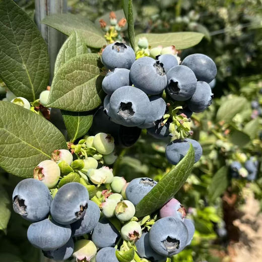 石家庄优选仓库速达，云南花香蓝莓L22+，脆甜爆浆，果肉紧实，果粉充足，花香味浓郁，大果250g/盒 商品图6