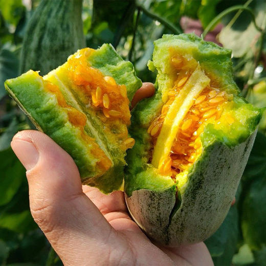 【头茬羊角蜜甜瓜】头茬果 脆甜清爽‼现摘现发‼新鲜直达 一口下去🌿春天的美好瞬间拿捏住了 商品图2