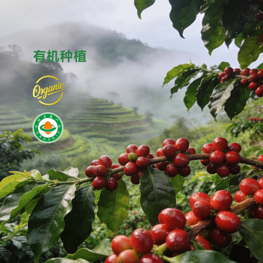 MM 山姆 布蕾克 云南有机挂耳咖啡 400g 商品图3